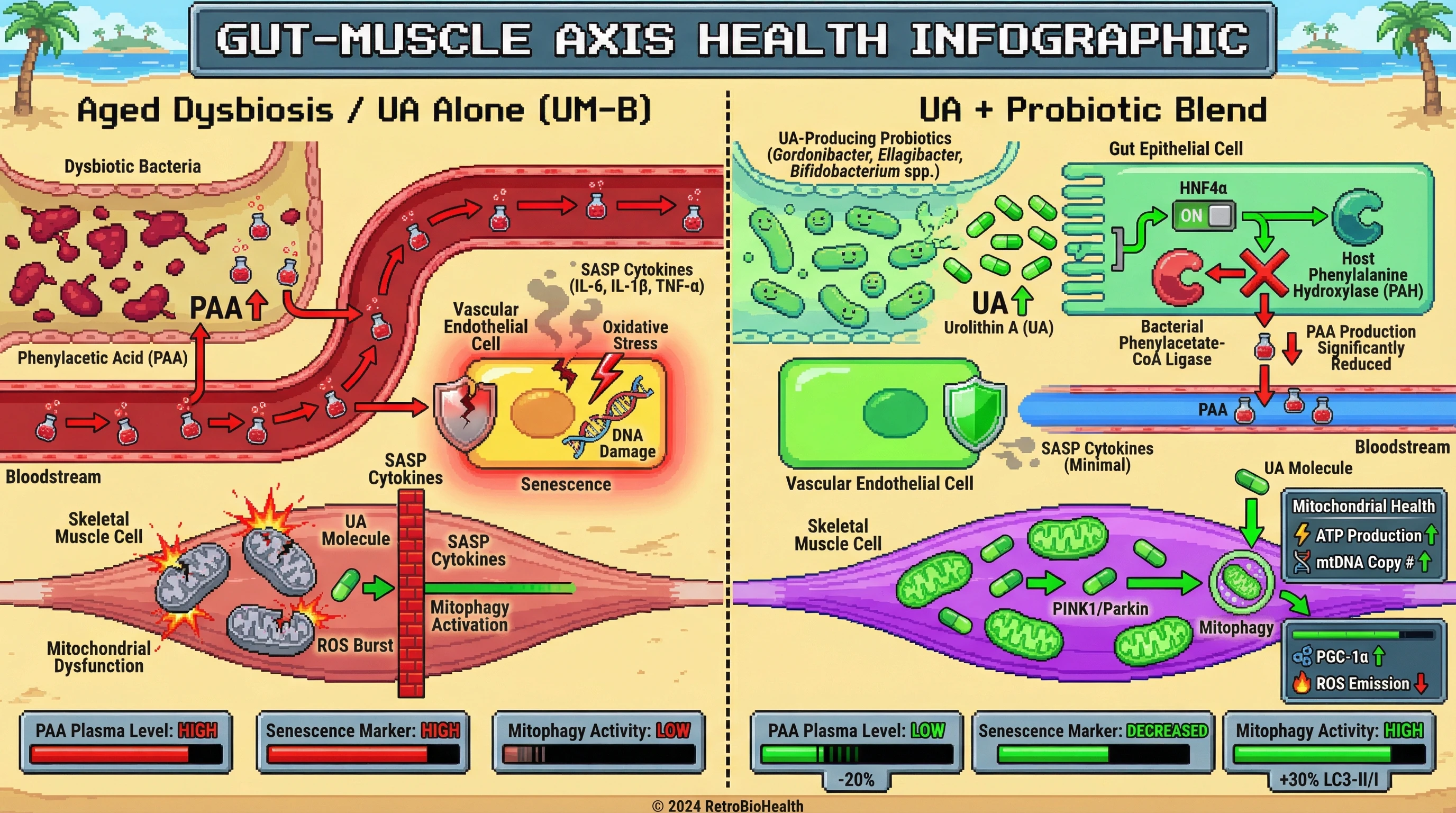Mechanism: Urolithin A (UA) combined with probiotics reduces gut PAA production via HNF4α-mediated host enzyme changes, lessening endothelial senescence. Readout: Readout: Plasma PAA decreases by 20%, endothelial senescence markers decline, and muscle mitophagy activity increases by 30%.