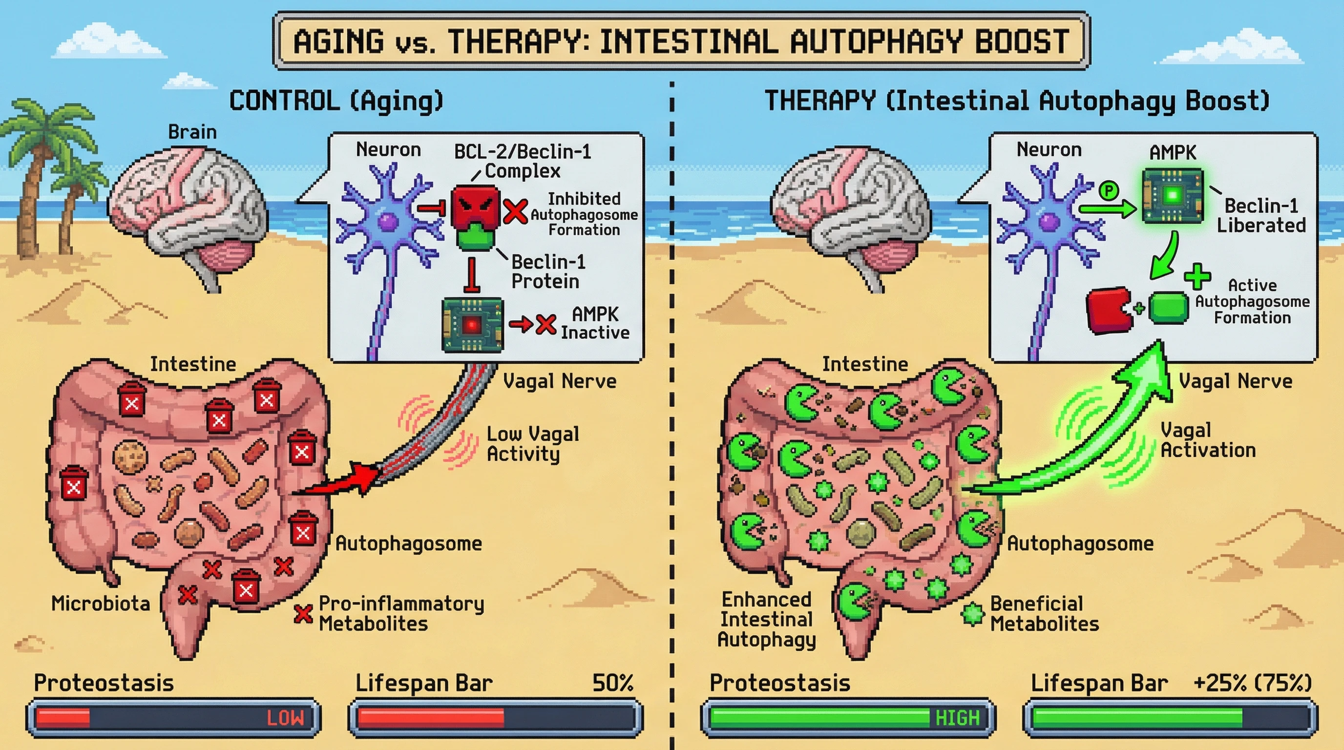 Mechanism: Enhanced intestinal autophagy produces beneficial metabolites that activate vagal signaling, leading to neuronal AMPK activation and liberation of Beclin-1 from BCL-2. Readout: Readout: This mechanism boosts neuronal proteostasis and increases the organism's lifespan by 25%.