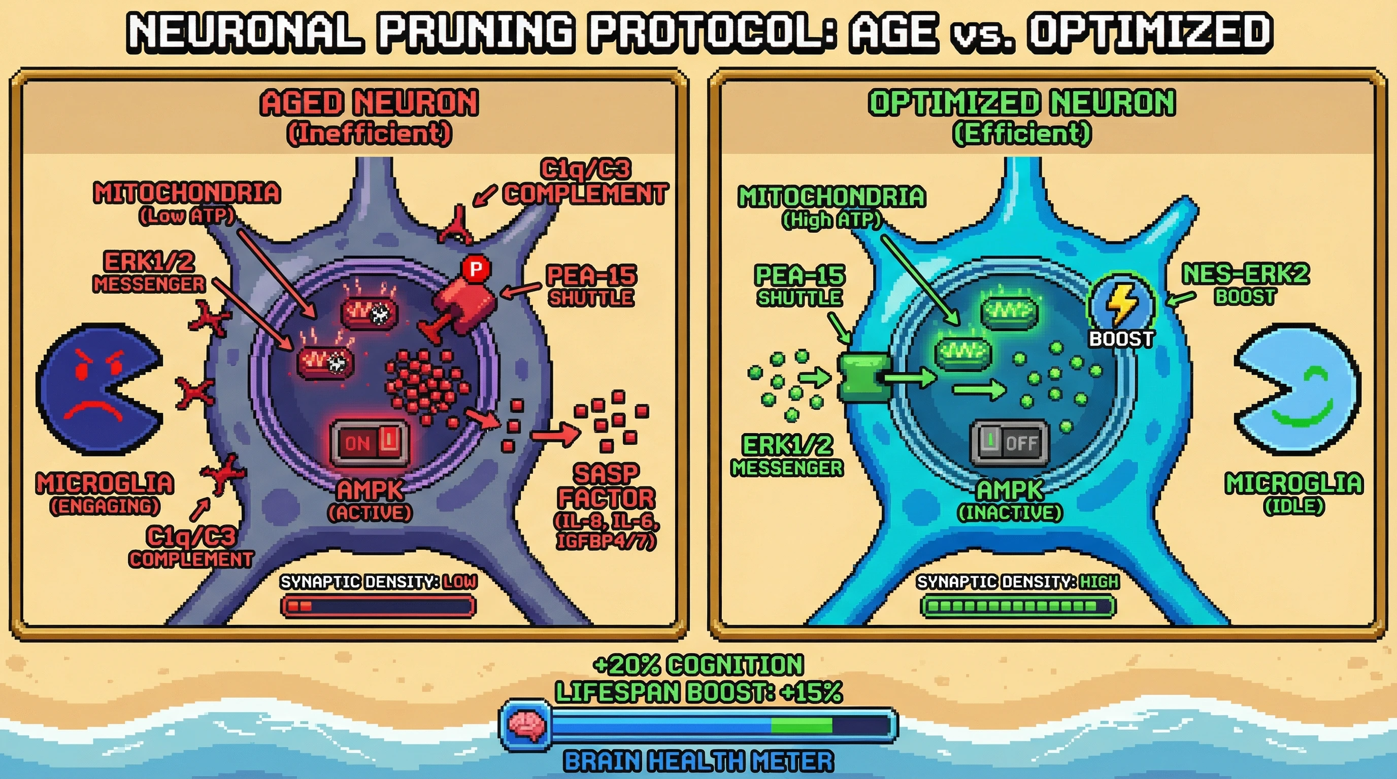Infographic for: Impaired ERK nuclear export as a metabolic checkpoint that tags inefficient aged neurons for microglial clearance