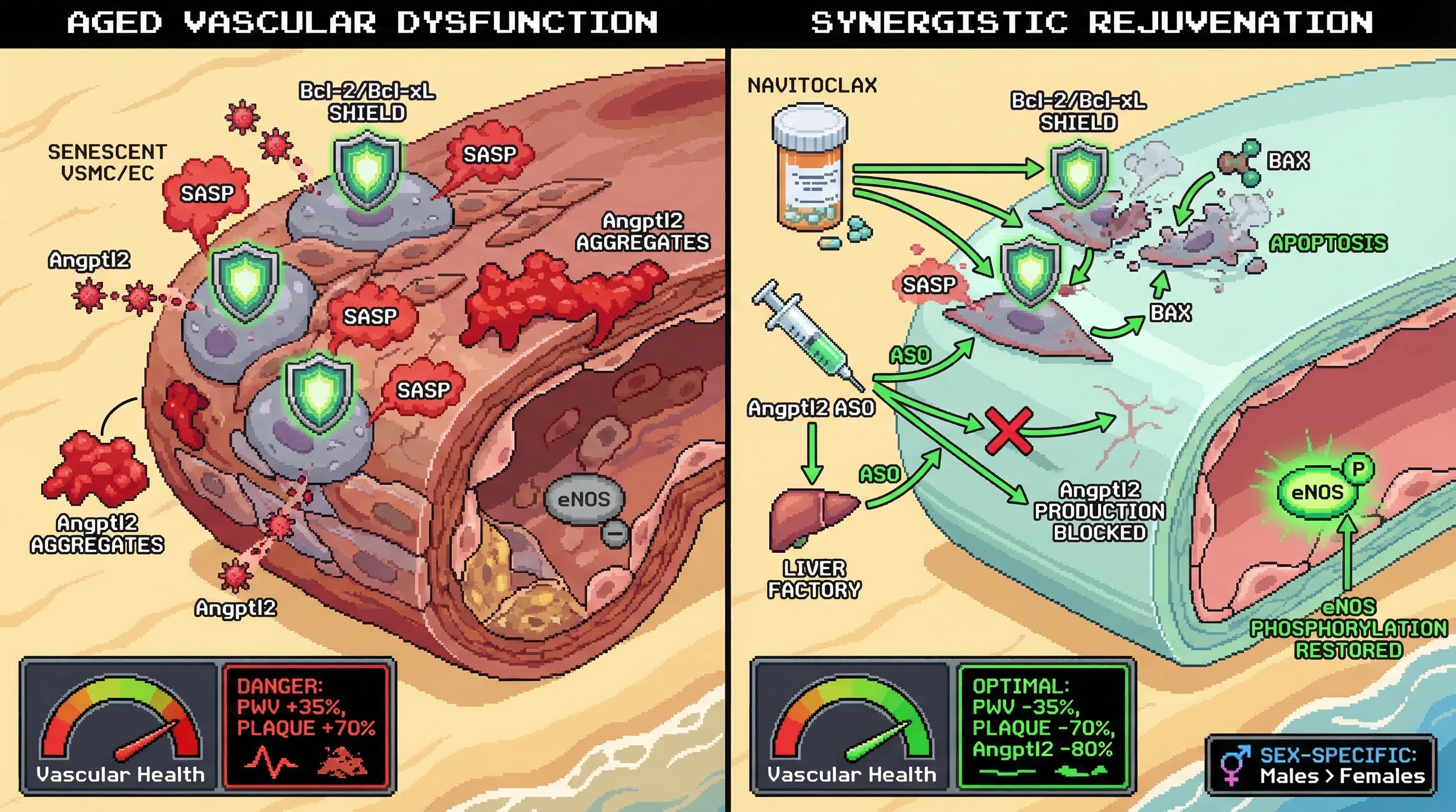 Mechanism: Navitoclax clears senescent vascular cells by inhibiting Bcl-2/Bcl-xL, while Angptl2 ASO reduces persistent extracellular Angptl2 aggregates. Readout: Both interventions synergistically improve vascular health.