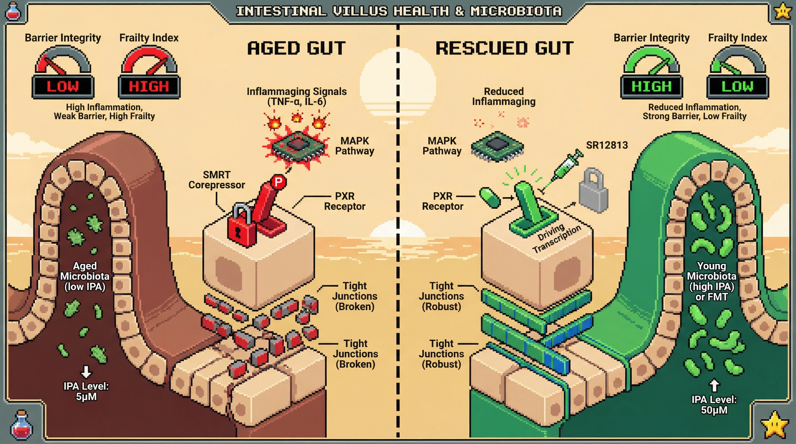 Mechanism: Age-related decline in microbial IPA and epithelial PXR desensitization through MAPK-SMRT interaction lead to intestinal barrier failure. Readout: Readout: Combined IPA and PXR sensitizer (SR12813) or young FMT restores barrier integrity and reduces frailty scores.