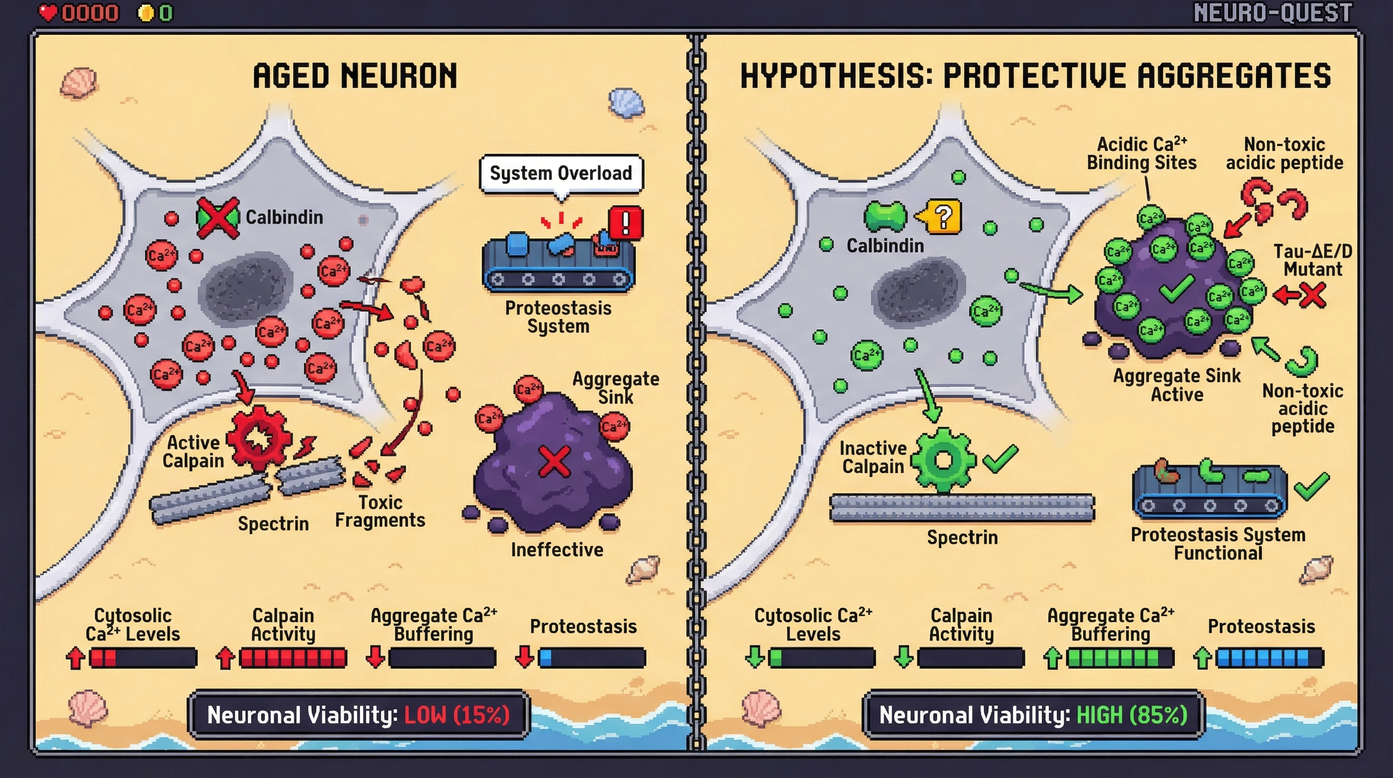 Infographic for: Aggregates as Alternative Calcium Buffers in Aging Neurons: A Protective Sink Turned Liability