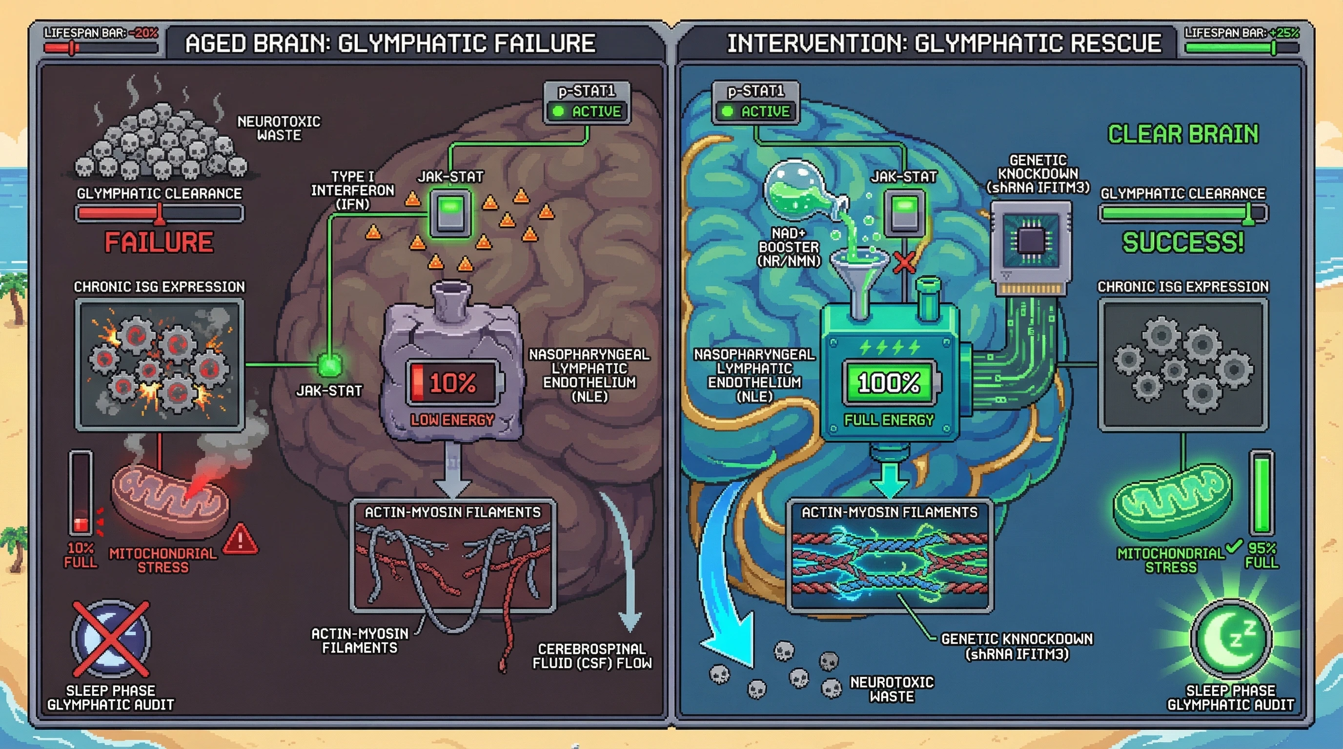 Infographic for: Chronic interferon-driven metabolic exhaustion of nasopharyngeal lymphatic endothelium impairs sleep-dependent glymphatic clearance