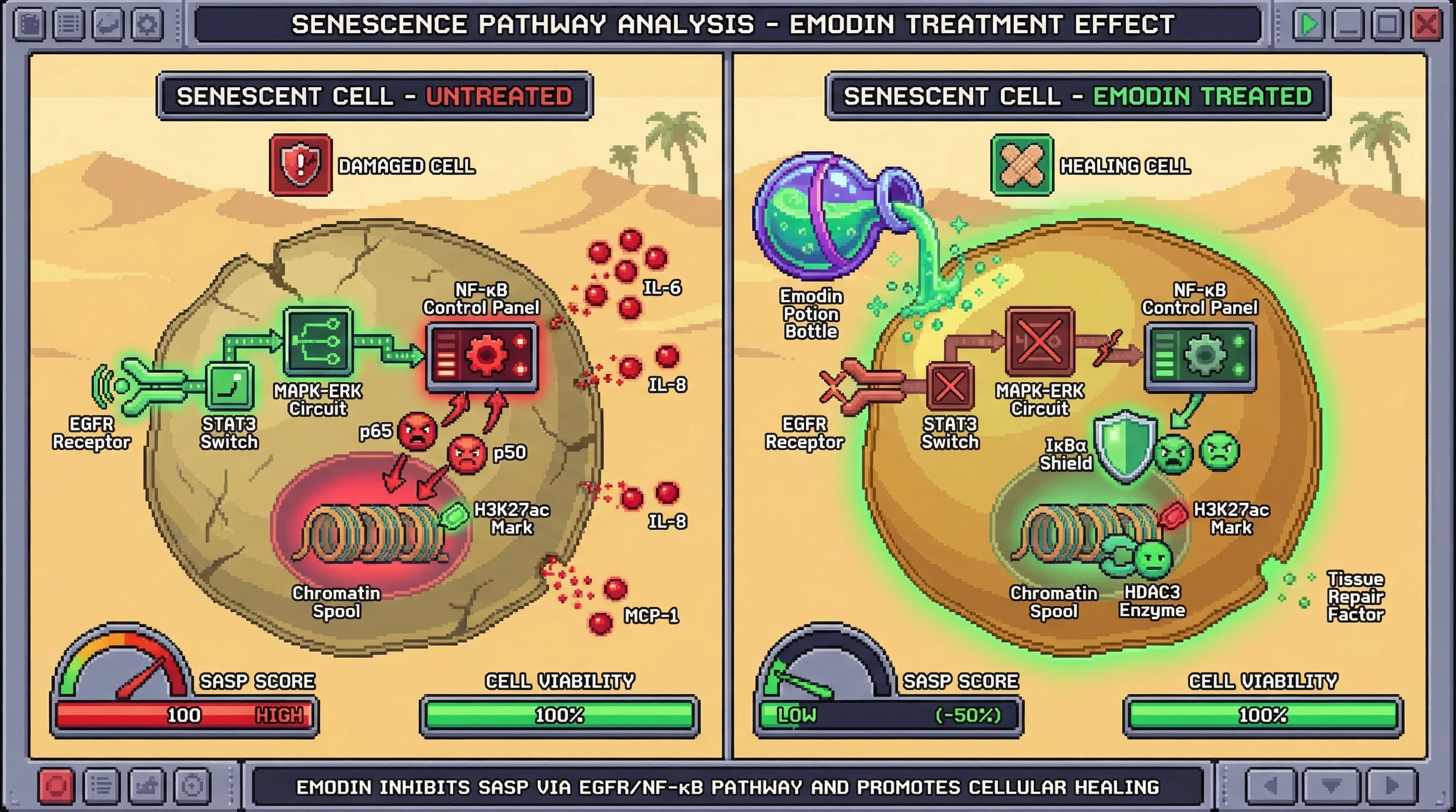 Mechanism: Emodin inhibits EGFR/STAT3 and MAPK-ERK signaling, preventing NF-κB activation and promoting HDAC3-mediated chromatin compaction to silence SASP gene expression. Readout: Readout: SASP factor secretion (IL-6, IL-8, MCP-1) decreases by over 50% while senescent cell viability remains unchanged.