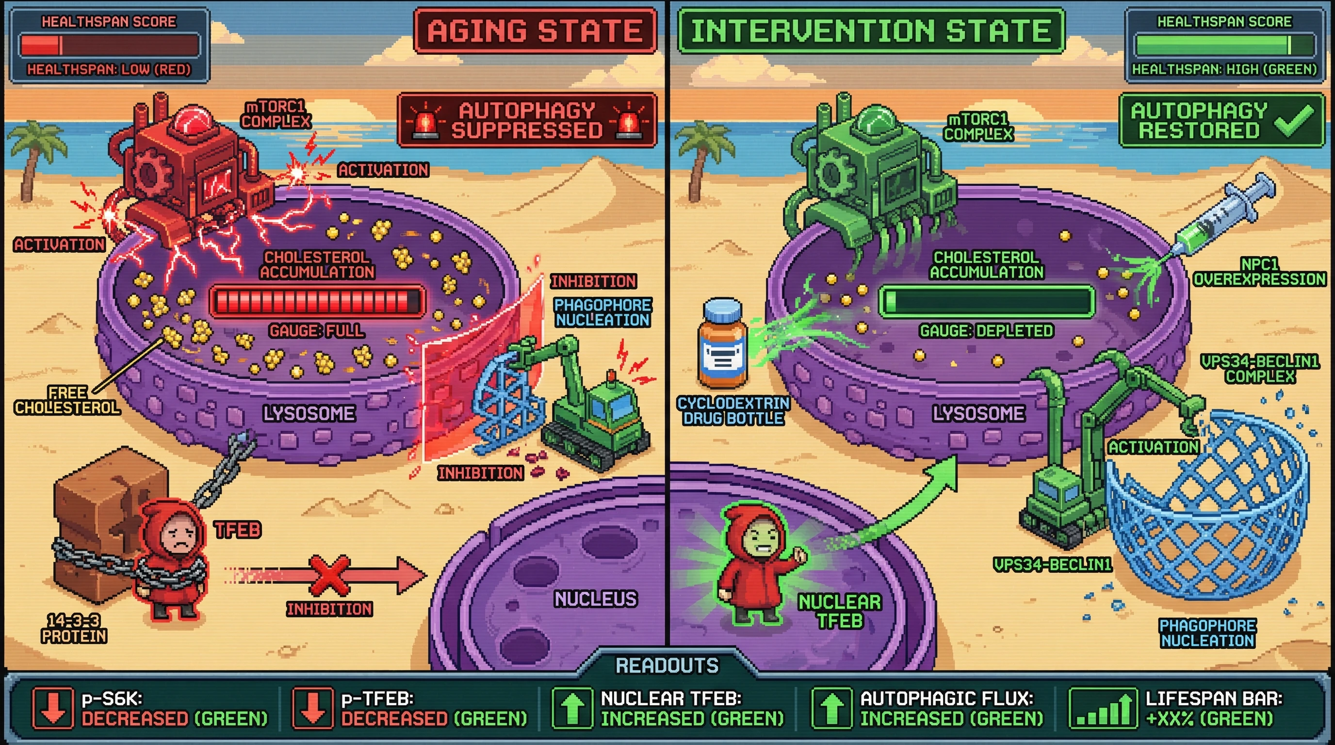 Infographic for: Lysosomal Cholesterol Accumulation Drives Active Suppression of Autophagy in Aging via the mTORC1‑TFEB Axis