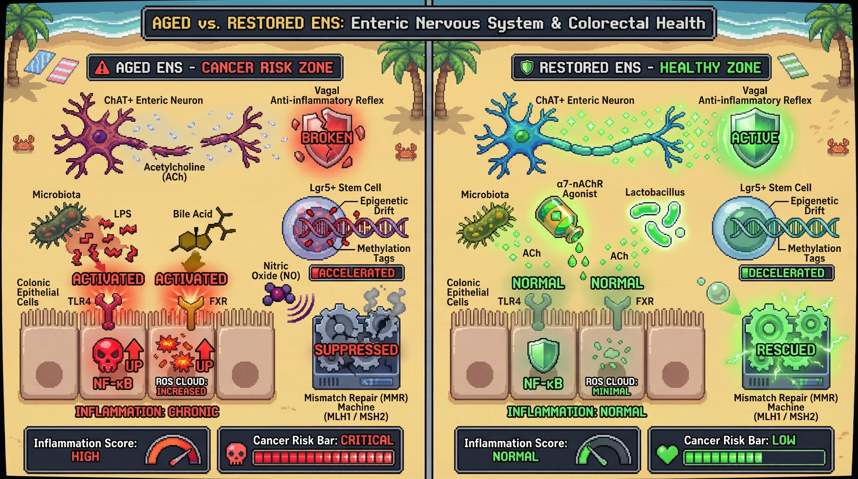 Mechanism: Enteric nervous system cholinergic decline leads to mucosal inflammation, accelerating epigenetic drift in stem cells and suppressing DNA mismatch repair. Readout: Readout: Restoring cholinergic tone reduces inflammation markers, decelerates epigenetic changes, and rescues MMR protein expression, lowering cancer risk.